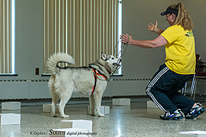 canine nose work woman training dog